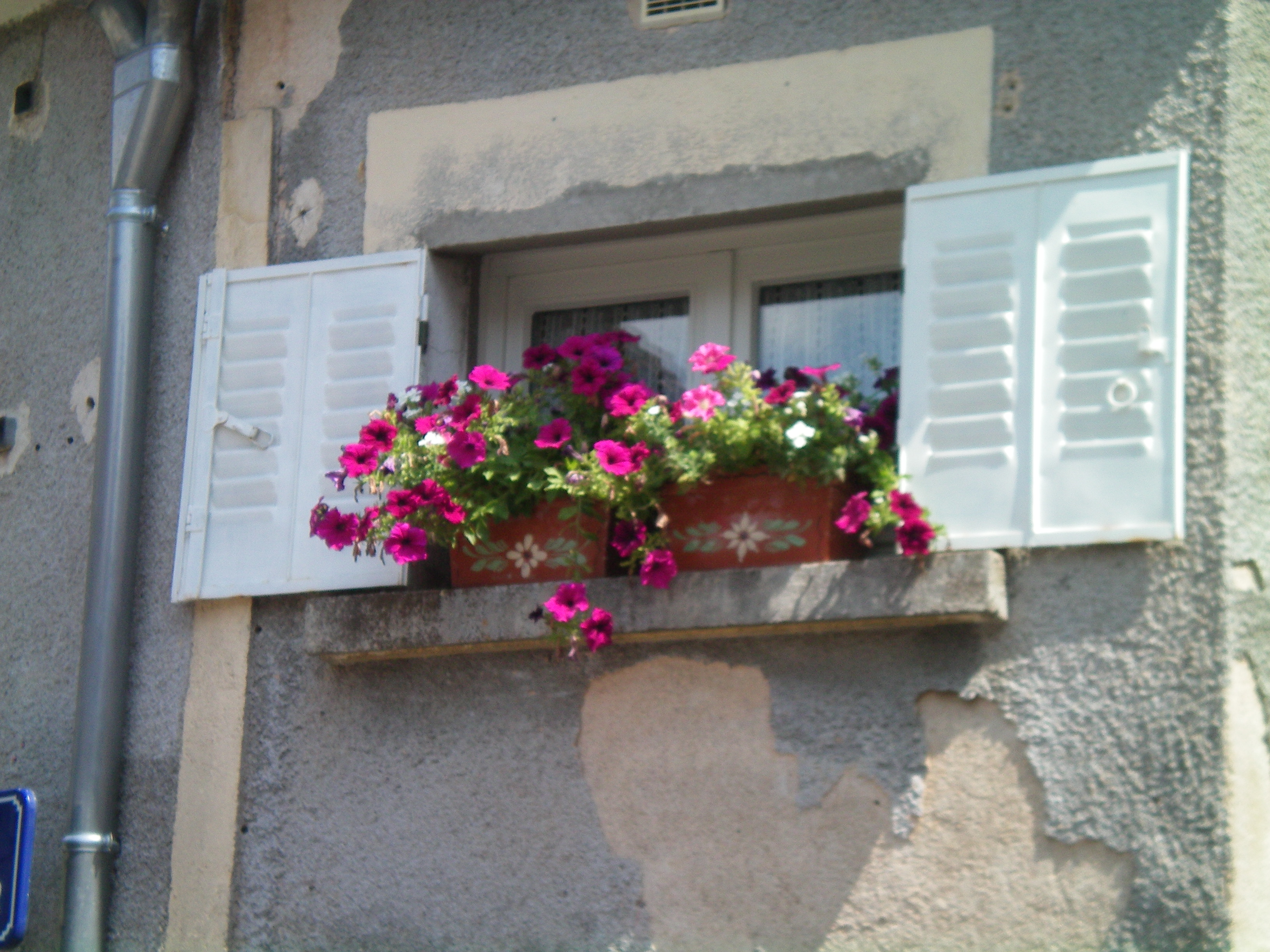 kwiaty we Francji