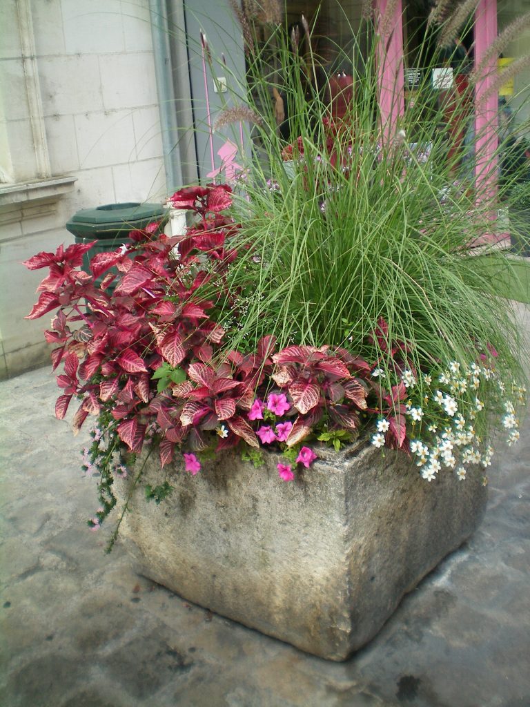 kwiaty we Francji