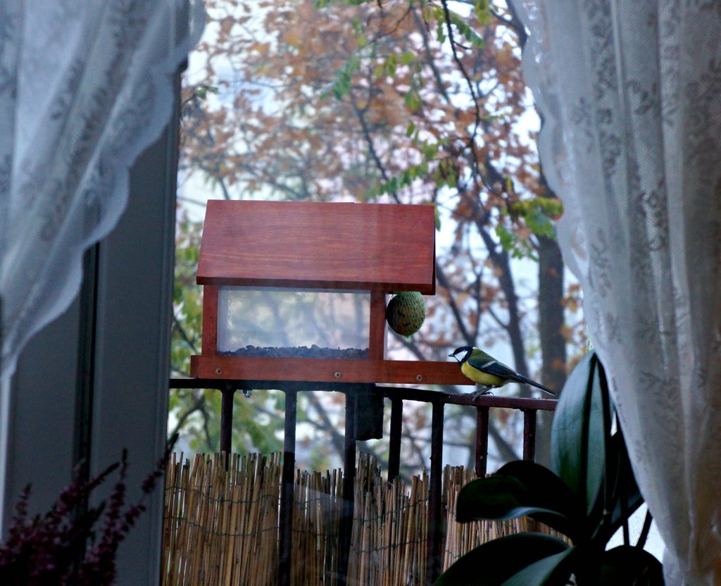 karmnik dla ptaków DIY